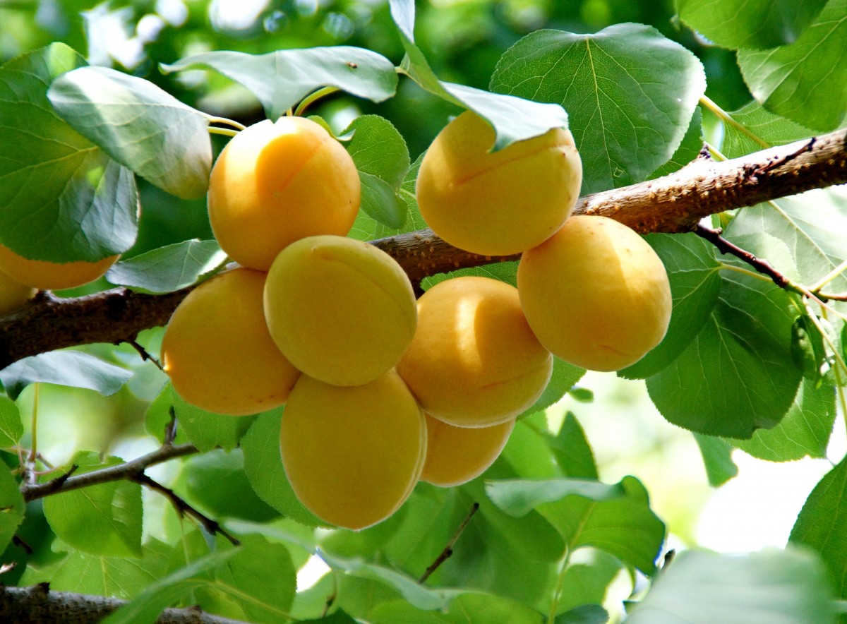 apricot growing zone