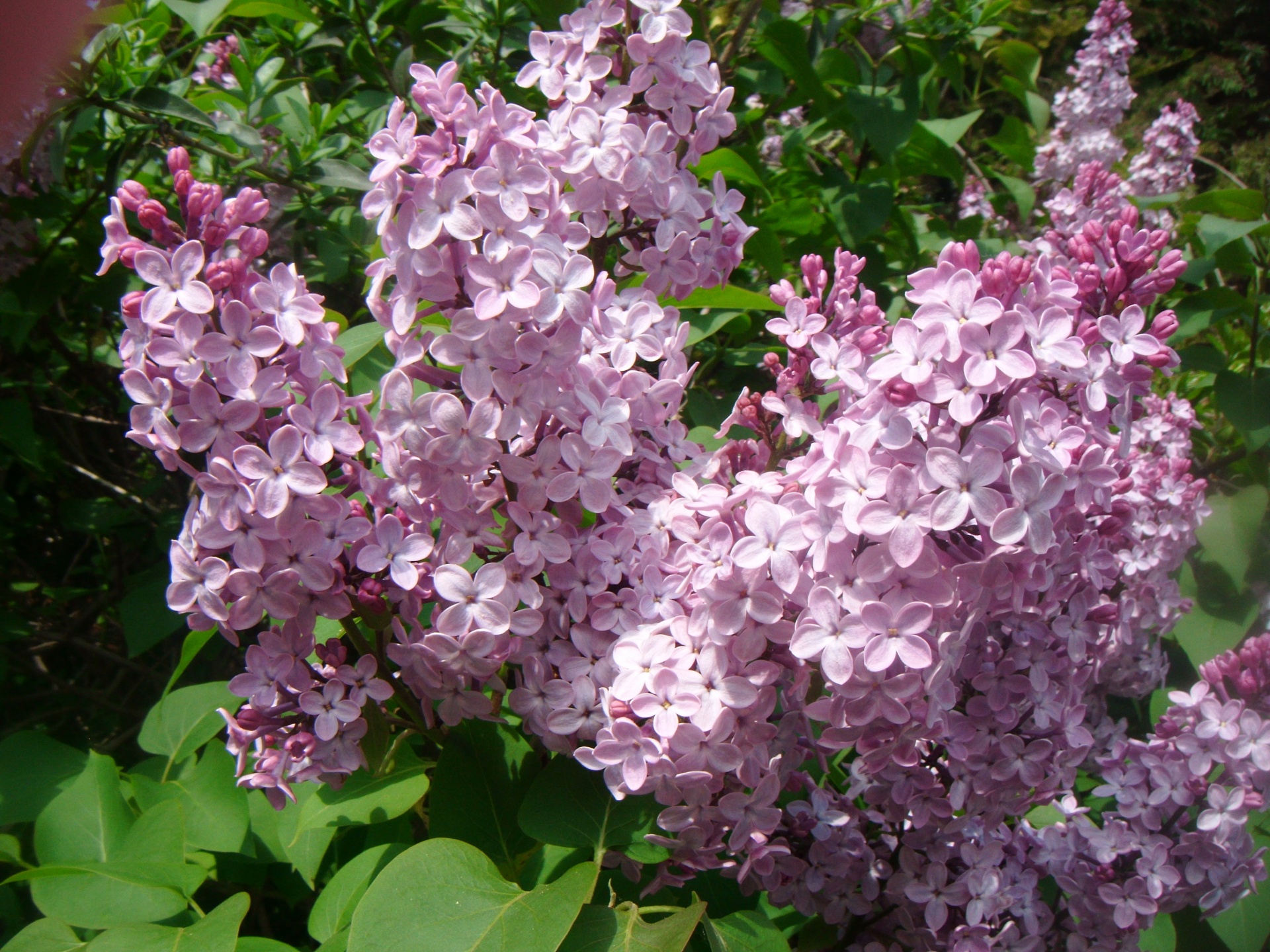 lilac growing zone