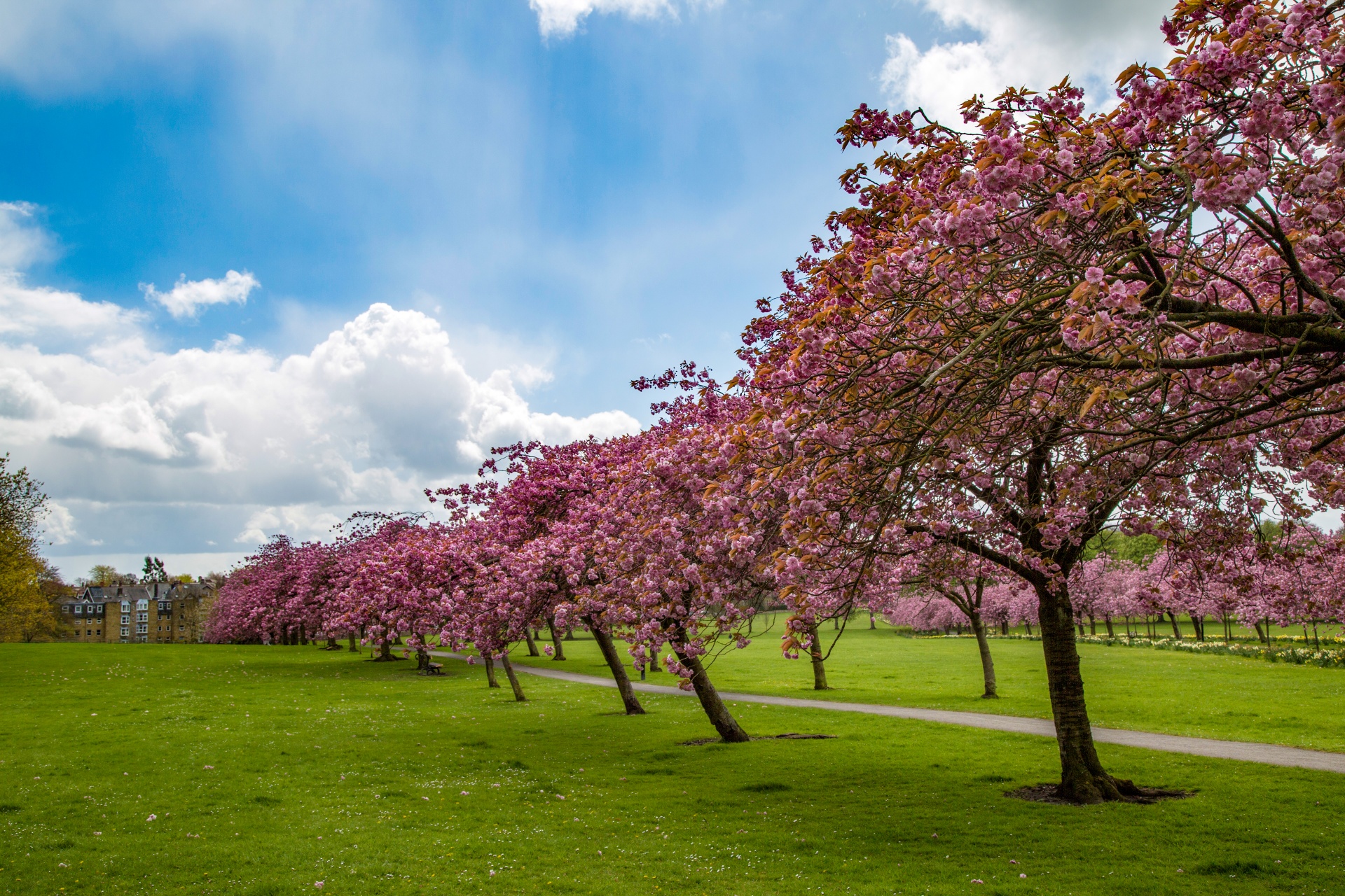 cherries garden