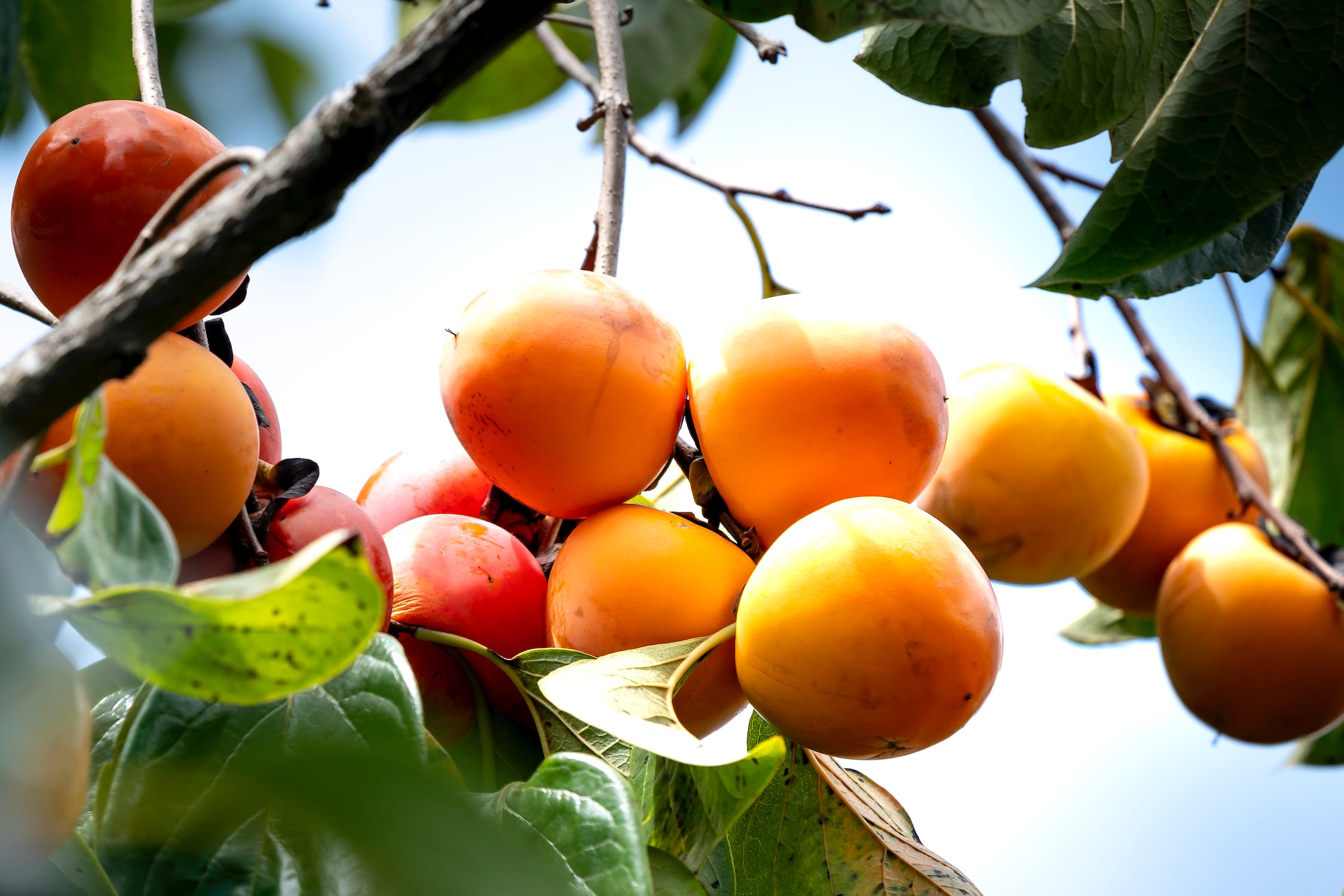 fuyu persimmon growing zone