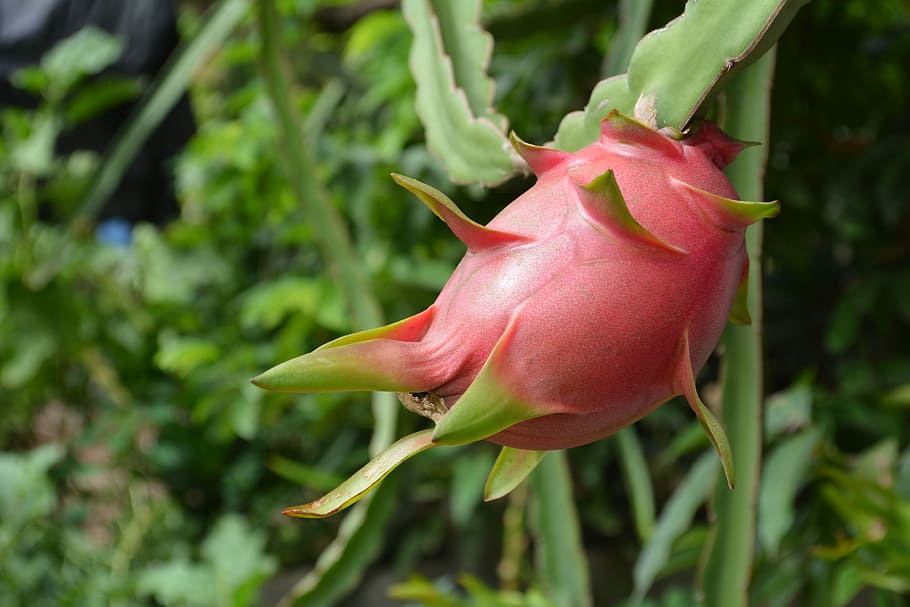 dragon fruit growing zone