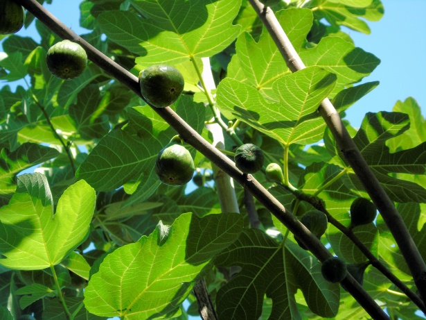 fig growing zone