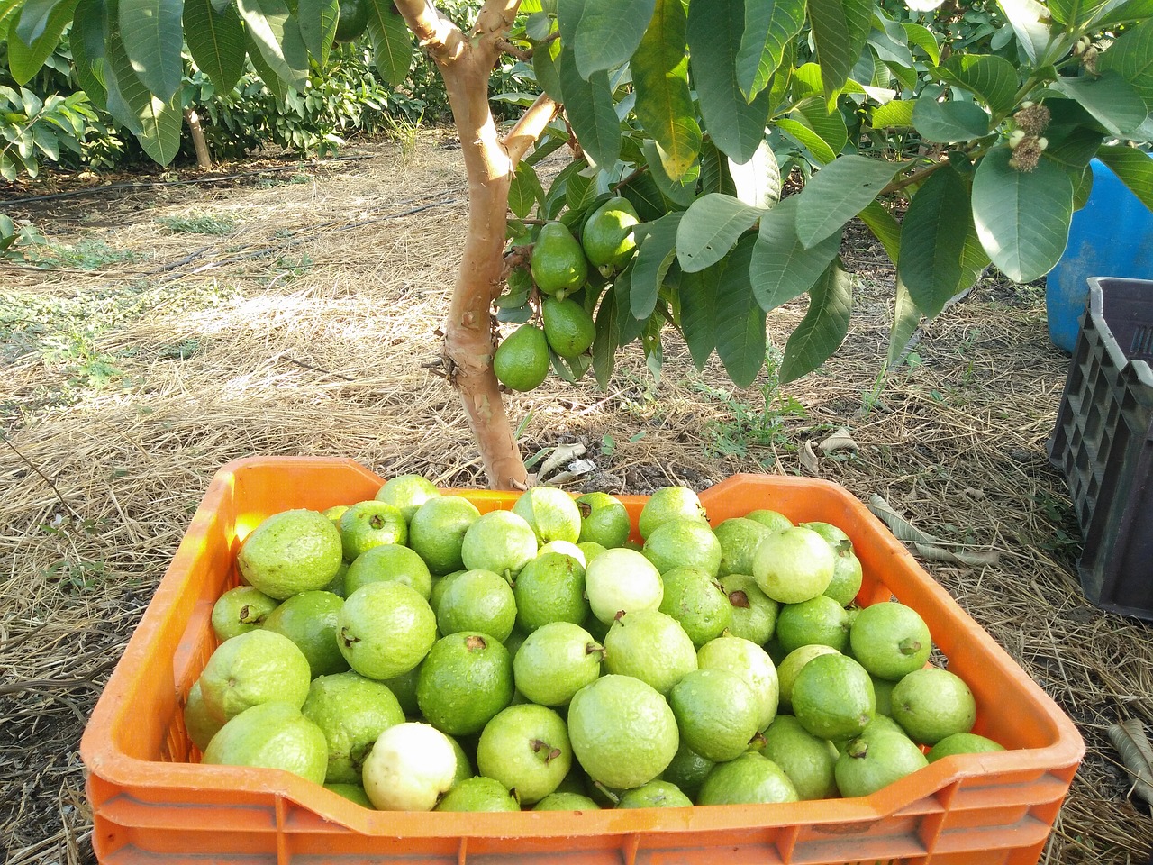 growing guava from seed