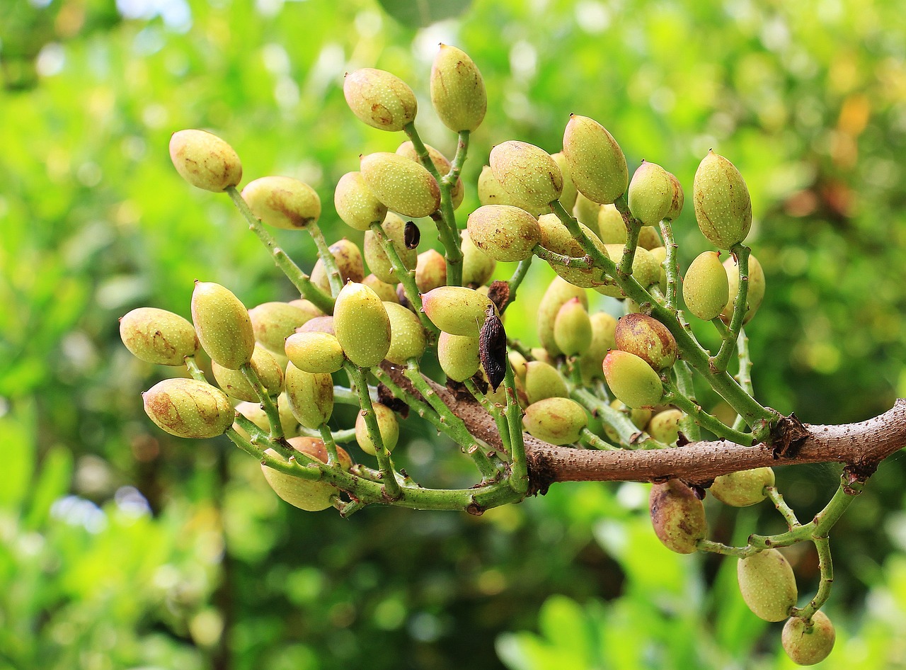 pistachio tree growing zone