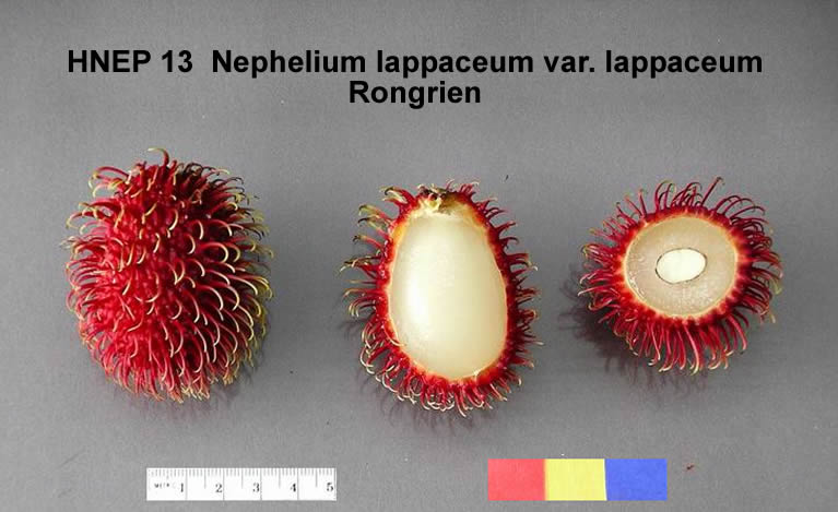 growing rambutan from seed