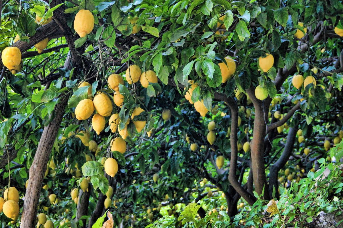 growing lemon tree from seed