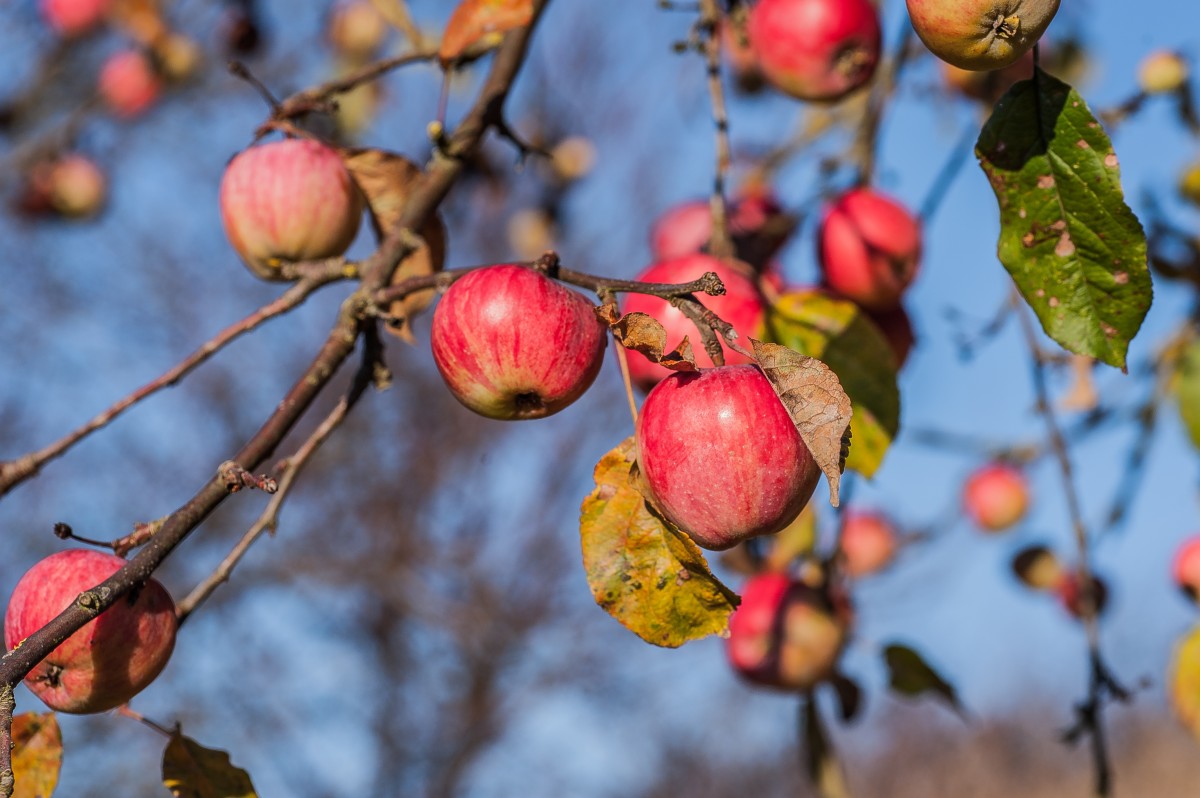 grow apple tree from seed