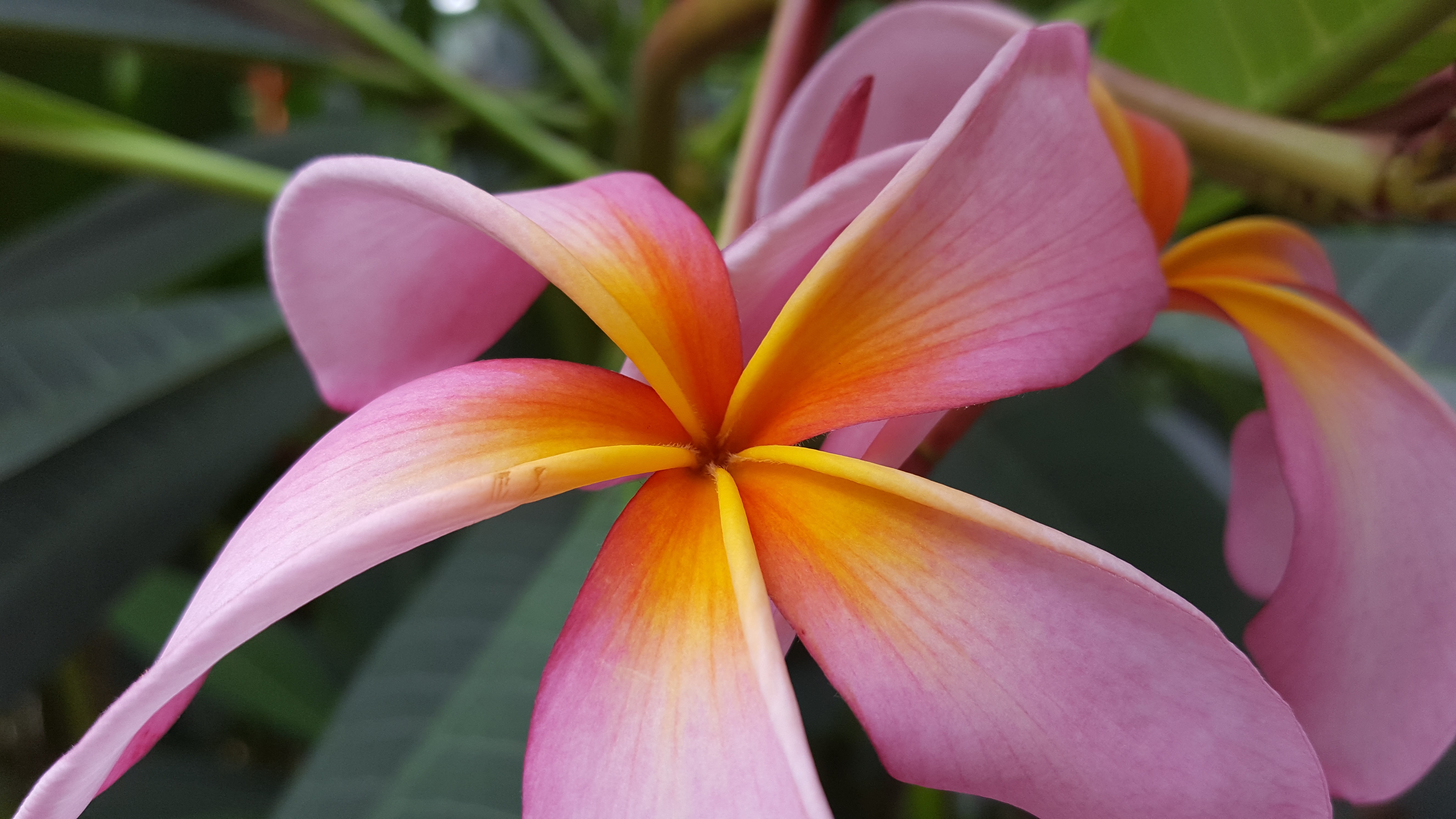 plumeria growing zone