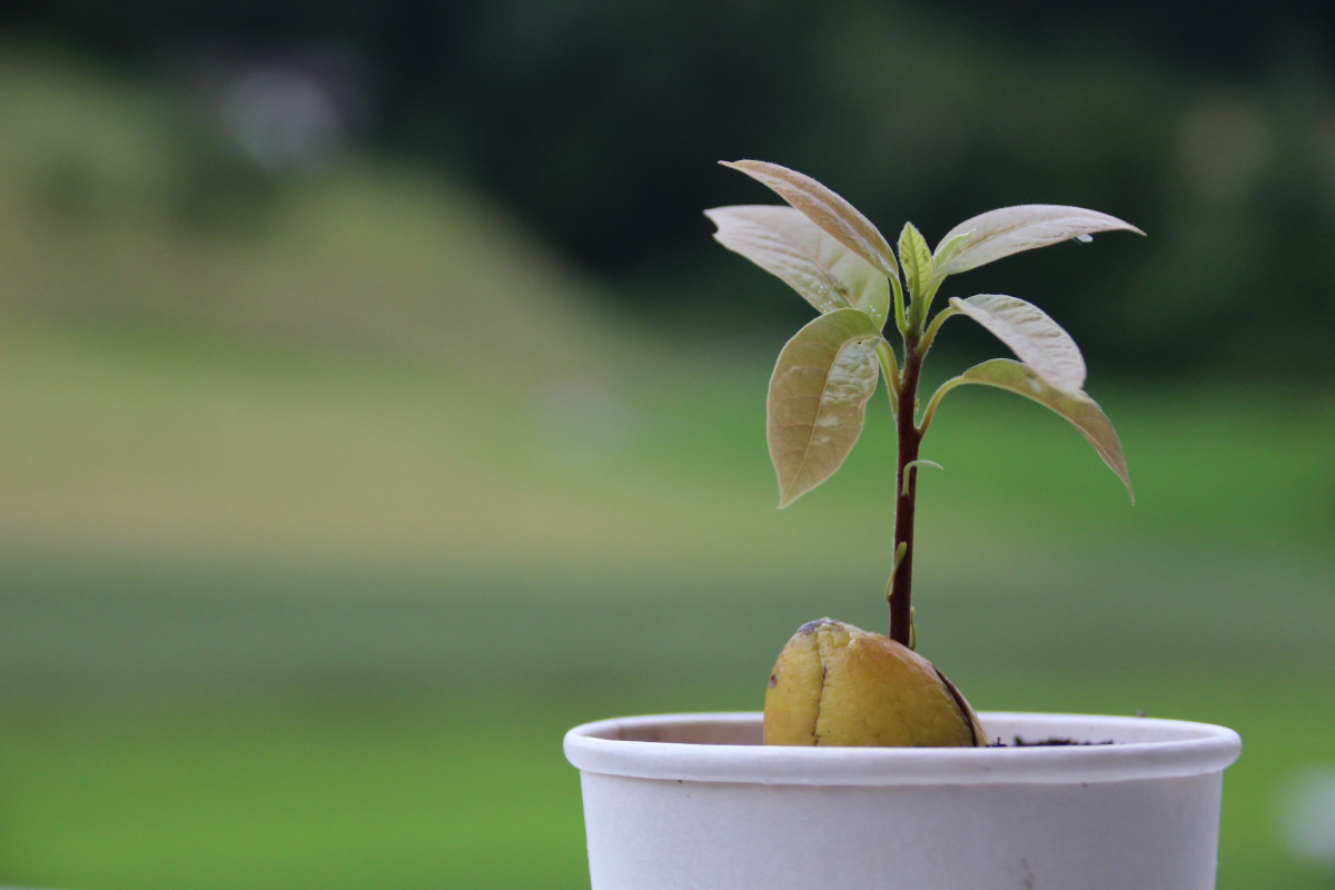 prune avocado plant