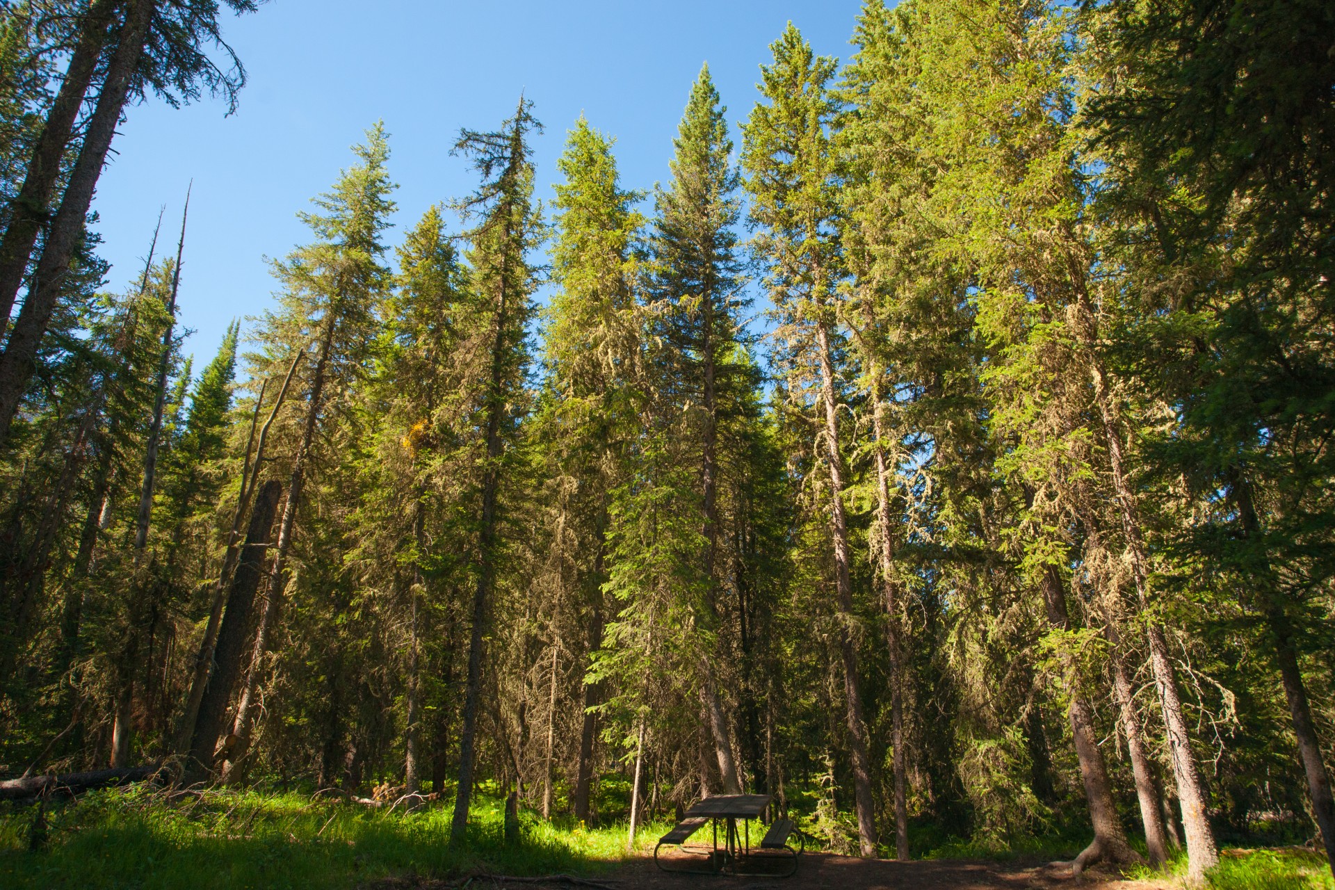 pine tree garden