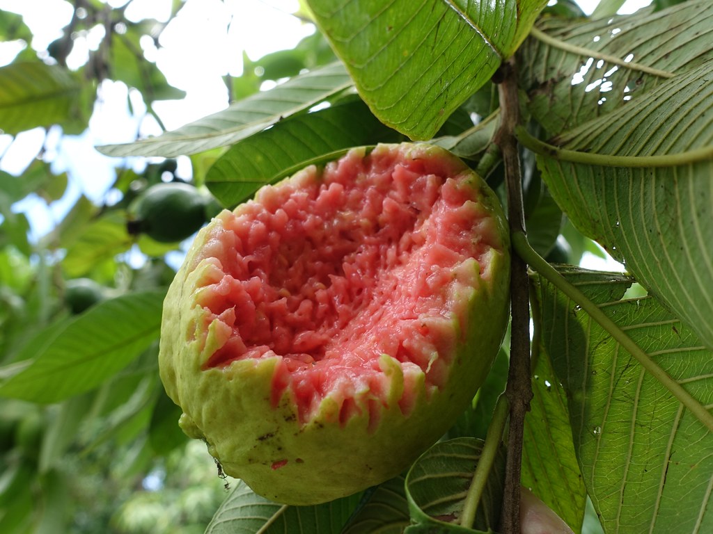 guava growing zone