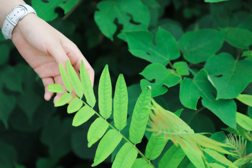 moringa growing zone