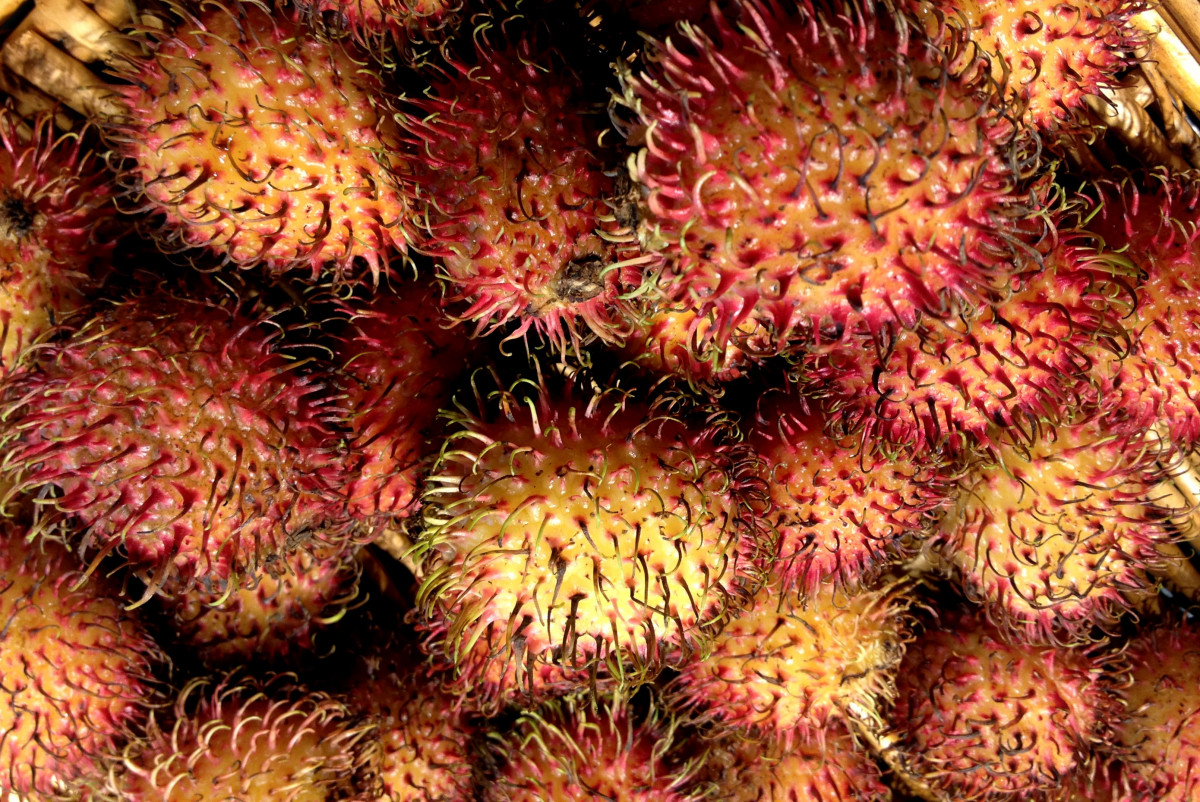 rambutan growing zone